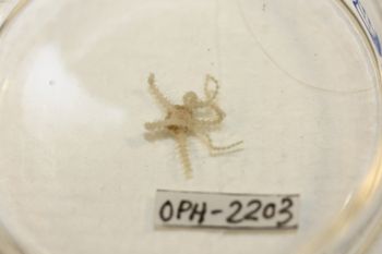 Media type: image;   Invertebrate Zoology OPH-2203 Description: Preserved specimen.;